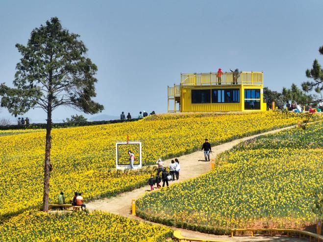 종자산업기반구축 공모사업-신안 선도 수선화 축제 사진