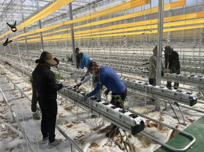 봉화군, 청년 창업농 경영실습 임대농장 실습용 토마토 정식