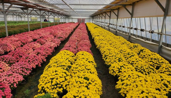 기술센터 내 재배된 국화 화분과 읍내 시가지에 전시중인 모습