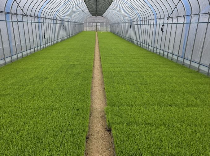 벼 농사의 첫걸음, 내년도 벼 보급종 신청하세요