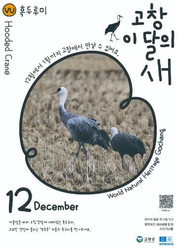 고창군, 12월 ‘고창갯벌 이달의 새’ 로 멸종위기 철새 ‘흑두루미’ 선정