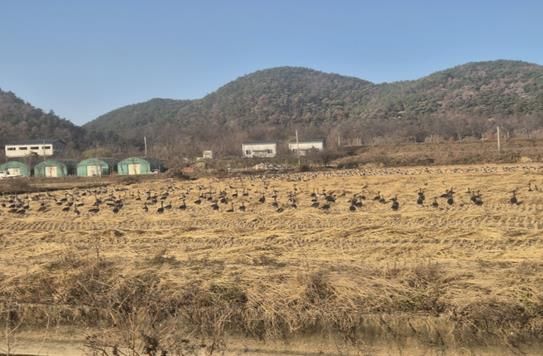 화포천 인근 철새 도래