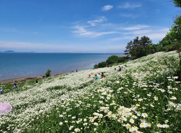부안군, 2025년 2분기 생활인구 전북특별자치도 1위-변산마실길 샤스타데이지