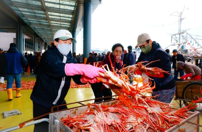 대게 위판이 시작된 죽변항, 후포항