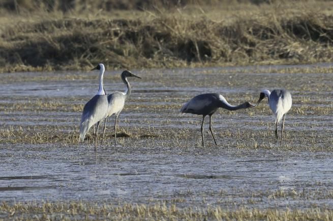 새끼에게 먹이를 먹이는 재두루미 가족