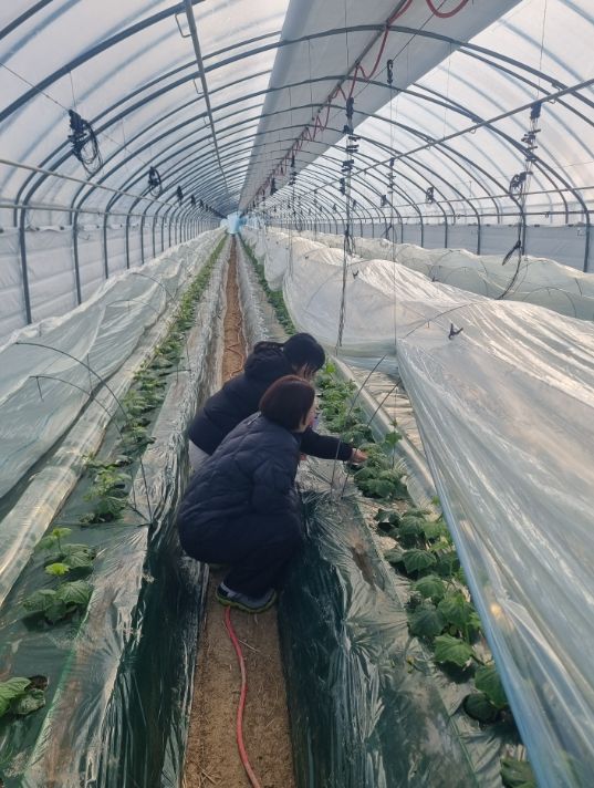 1. 천안시농업기술센터가 오이 농가에 방문해 저온기 작물 생육관리에 대해 지도하고 있다.