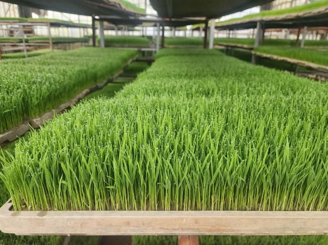 여수시가 본격적인 영농철을 앞두고 고품질 쌀 생산의 첫걸음인 ‘벼 종자 발아력 검사 서비스’를 2월부터 실시한다.