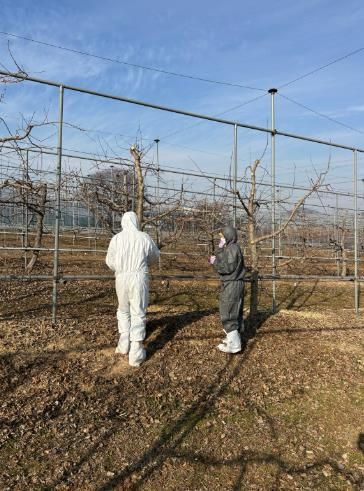 임실군, 과수화상병 궤양 제거 ‘예방의 첫걸음’