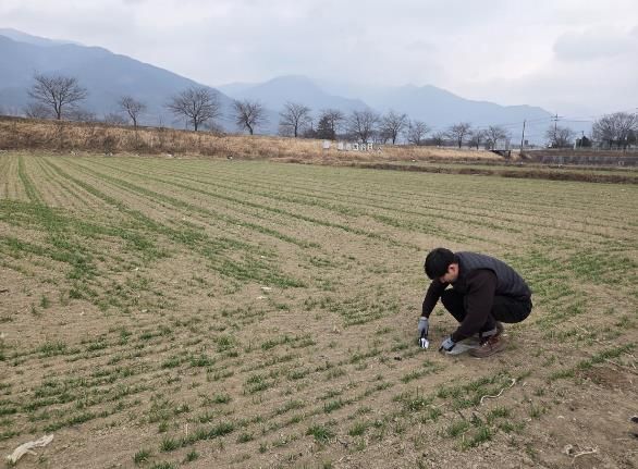 구례군, 맥류 생육재생기 웃거름 시비 당부
