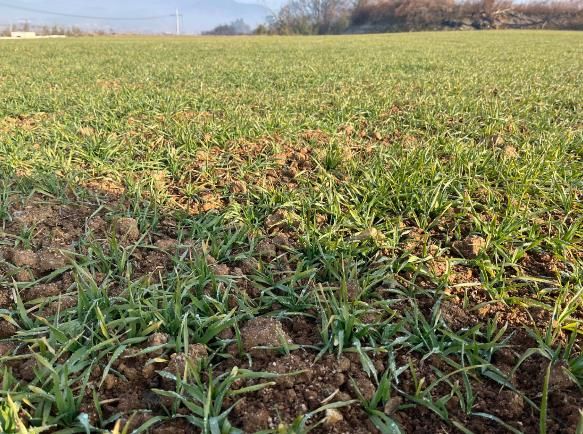 영광군, 맥류 생육재생기 관리가 수량을 좌우합니다!