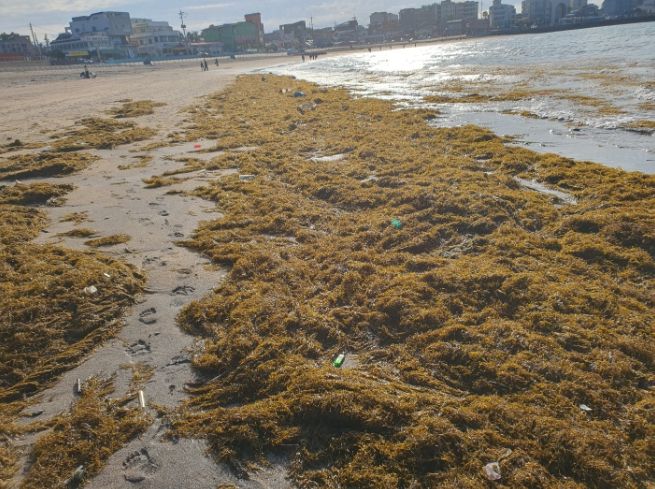 제주도, 설 연휴 괭생이모자반 집중 수거